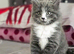 British shorthair girls
