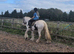 Loveable 14hh Allrounder Cob