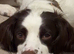 2 year old springer for sale