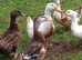 Young ducks for sale