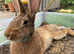 10 BELGAIN HARE KITS