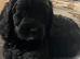 Adorable puppies ready 30th AUGUST