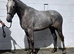 Very smart 3yr sports horse ID/Warmblood