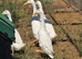 White Indian Runner drakes