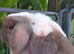 Mini lops available now