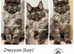 TICA registered Maine coon kittens READY NOW