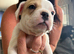 French bulldog x American bulldog pups