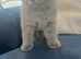 British shorthair blue kittens