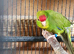 KAKARIKIS FOR SALE