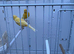 Stunning yellow canary&rsquo;s looking for new perch.