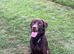 chocolate Lab STUD!!