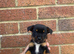 Jack Russell puppies