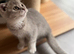 Scottish fold