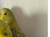 2 budgies available . Cinnamon and Dun Fallow