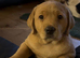Labrador puppy