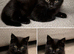 Black female kitten