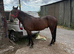 Trotting gelding