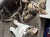 3 adorable kittens &pound;150 each