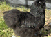 Blue, black, splash silkie chicks for sale from day old to 4 weeks old