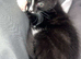 beautiful kitten for sale