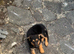 Female puppy