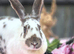 Agouti and White Continental Giant Doe