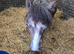 Male Welsh pony