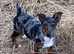 Jack Russell