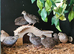 Group of 8 Chinese painted button quail