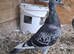 Romanian Racing Homer Pigeons