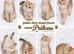 3 Golden Black Shaded British Shorthair Kittens Available