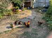 Gold partridge bantams for sale
