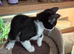1 10 week old kitten