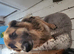Beautiful German shepherd