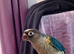 GC Conure turquoise and cinnamon