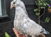 Young fancy pigeons available!