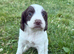Sprocker puppies for sale