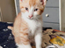 4 Kittens for Sale 3 Boys and one Tortoiseshell Girl