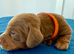 Miniature Dachshund Puppies