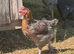 YOUNG COCKERELS PURE RARE BREEDS