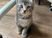 4 Stunning Siamese Mixed Kittens
