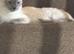 Ragdoll tica and gccf 6 year old un neutered female