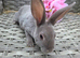Mini rex babies available now