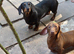 Dachshund  for 5*home only together