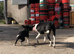 Border Collie Puppy - Working Parents - Black and White - Female - £450