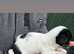 Jack Russell puppies