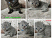 British shorthair kittens