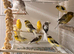 Persian canary’s males and females available