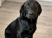 9 month old female kc reg lab