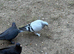 Beautiful Turkish Takla Pigeons – Pairs & Singles